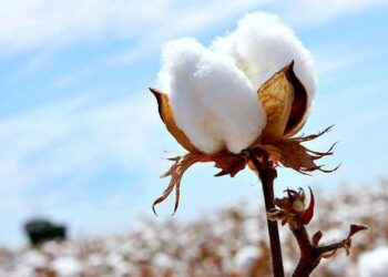 ТҮРКІСТАН ОБЛЫСЫНДА МАҚТАНЫҢ ТОННАСЫ 370 МЫҢ ТЕҢГЕДЕН ҚАБЫЛДАНЫП ЖАТЫР