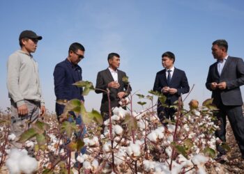 ТҮРКІСТАН: ОРДАБАСЫДА 15 МЫҢ ТОННАДАН АСТАМ МАҚТА ЖИНАЛДЫ