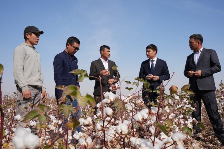 ТҮРКІСТАН: ОРДАБАСЫДА 15 МЫҢ ТОННАДАН АСТАМ МАҚТА ЖИНАЛДЫ