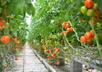 ШЫМКЕНТТЕ АУЫЛШАРУАШЫЛЫҒЫ ӨНІМДЕРІНІҢ ЭКСПОРТЫ АРТТЫ