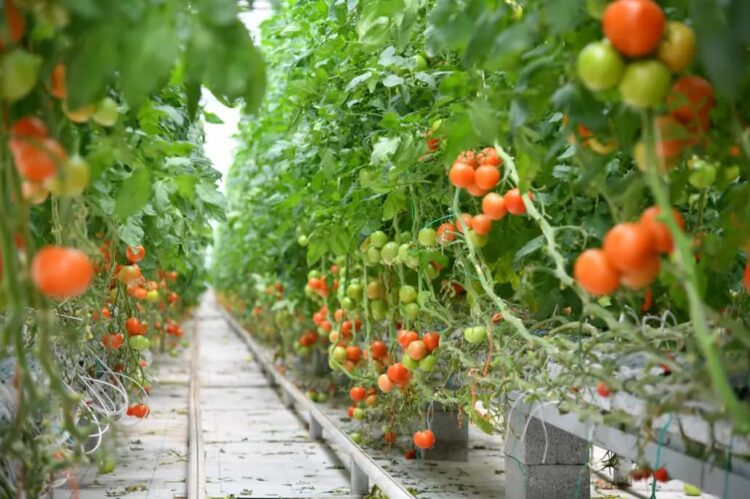 ШЫМКЕНТТЕ АУЫЛШАРУАШЫЛЫҒЫ ӨНІМДЕРІНІҢ ЭКСПОРТЫ АРТТЫ