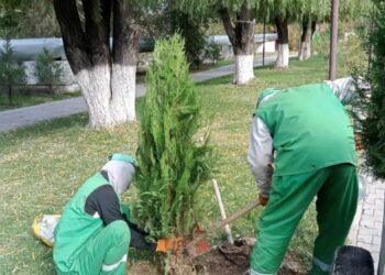 ШЫМКЕНТТЕ АҒАШ КӨШЕТТЕРІ ЕГІЛУДЕ