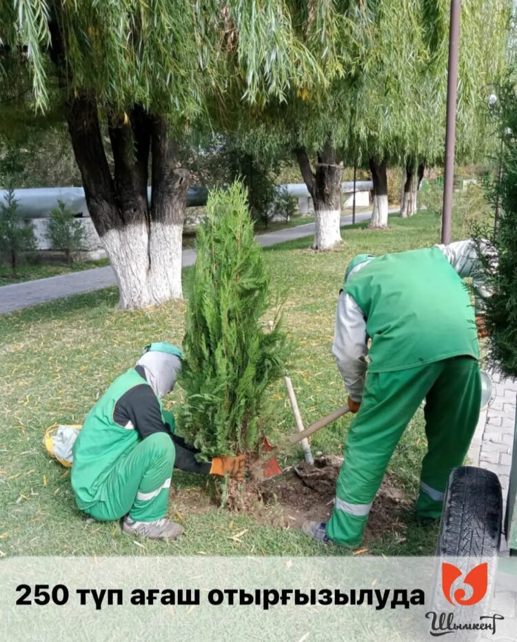 ШЫМКЕНТТЕ АҒАШ КӨШЕТТЕРІ ЕГІЛУДЕ