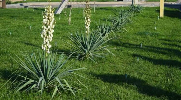 ЖАСЫЛ ЖЕЛЕК ЖАН ЖАДЫРАТАДЫ