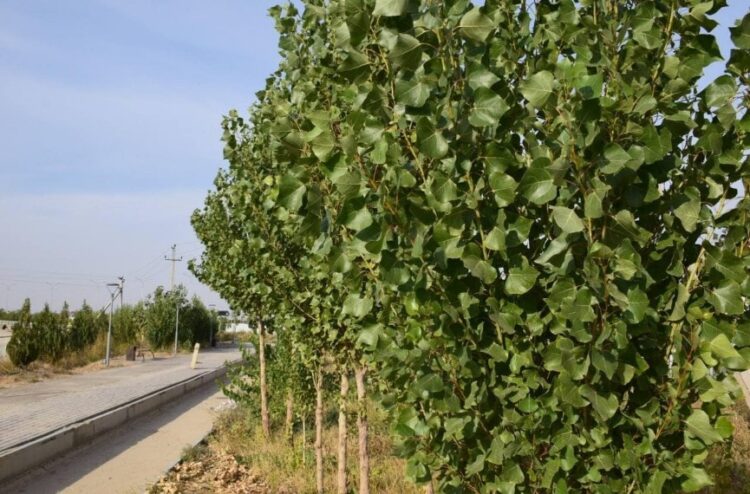 Түркістандықтар 100 мыңнан аса ағаш отырғызды