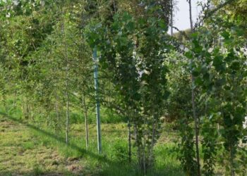 Түркістандық отбасылар еккен ағаштардың жерсінуі 80%-ды құрады