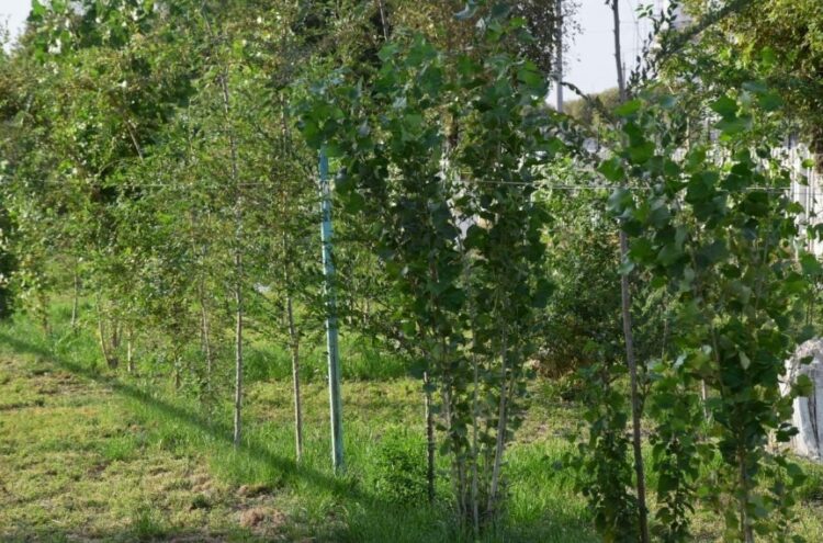Түркістандық отбасылар еккен ағаштардың жерсінуі 80%-ды құрады