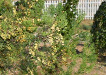 «Жасыл челлендж» іс-шарасы Түркістанда жалғасты