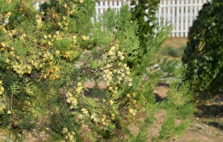 «Жасыл челлендж» іс-шарасы Түркістанда жалғасты