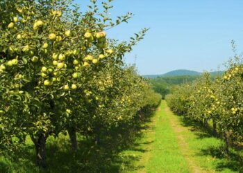 КЕЛЕС АУДАНЫНДА БАУ ШАРУАШЫЛЫҒЫН ДАМЫТУҒА БАСЫМДЫҚ БЕРІЛЕДІ