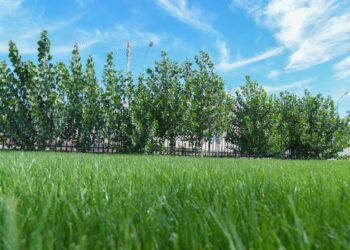 ТҮРКІСТАННЫҢ «ЖАСЫЛ БЕЛДЕУІ» 30 МЫҢҒА ГЕКТАРҒА ДЕЙІН ҰЛҒАЯДЫ