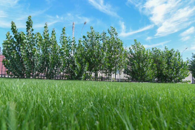 ТҮРКІСТАННЫҢ «ЖАСЫЛ БЕЛДЕУІ» 30 МЫҢҒА ГЕКТАРҒА ДЕЙІН ҰЛҒАЯДЫ