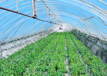 ТҮРКІСТАН: КЕЛЕСТІК ШАРУАЛАР ӨЗБЕКСТАНҒА КЕТТІ