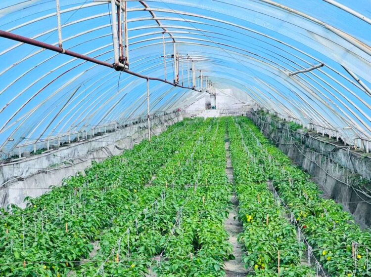 ТҮРКІСТАН: КЕЛЕСТІК ШАРУАЛАР ӨЗБЕКСТАНҒА КЕТТІ