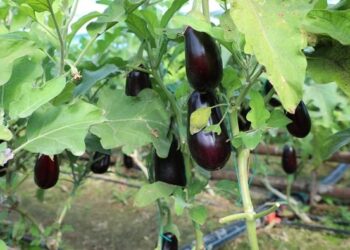 ТҮРКІСТАН: САРЫАҒАШТЫҚ ШАРУАЛАР ЖЫЛЫНА ЕКІ РЕТ ӨНІМ АЛАДЫ