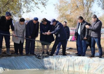ТҮРКІСТАН: АРЫС ӨҢІРІНДЕ БАЛЫҚ ӨСІРУ ШАРУАШЫЛЫҒЫ ӨРКЕНДЕП КЕЛЕДІ