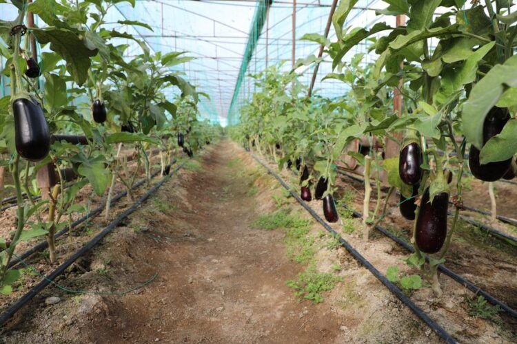 ТУРКЕСТАН: САРЫАГАШСКИЕ КРЕСТЬЯНЕ ПОЛУЧАЮТ УРОЖАЙ ДВА РАЗА В ГОД