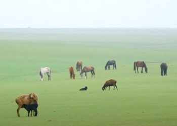 АУЫЛ ШАРУАШЫЛЫҒЫ ЖАНУАРЛАРЫН ЖАЮ ТӘРТІБІ
