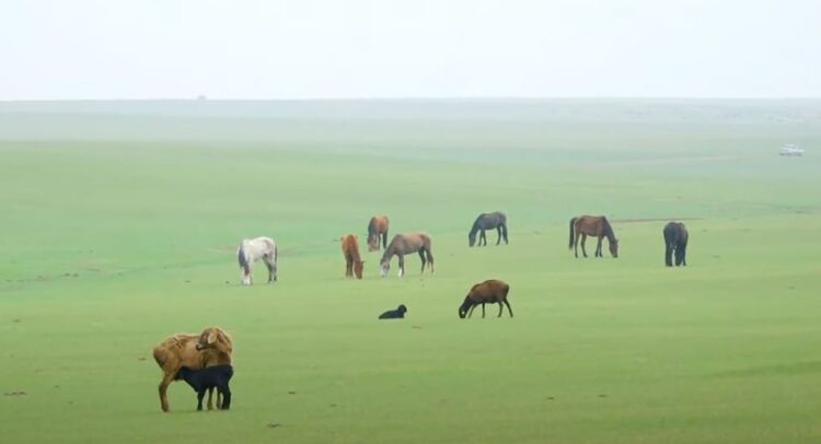 АУЫЛ ШАРУАШЫЛЫҒЫ ЖАНУАРЛАРЫН ЖАЮ ТӘРТІБІ