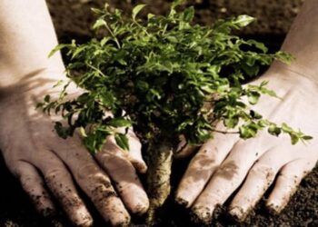 ТҮРКІСТАН: КЕЛЕС АУДАНЫНДА 90 МЫҢҒА ЖУЫҚ  КӨШЕТ ОТЫРҒЫЗЫЛАДЫ