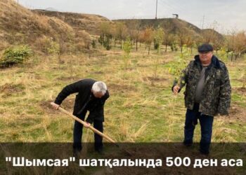 ШЫМСАЯ ШАТҚАЛЫНА 8378 АҒАШ КӨШЕТІ ЕГІЛЕДІ