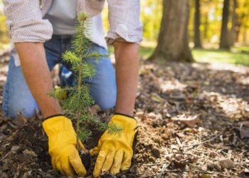 СОЗАҚ АУДАНЫ ЖАСЫЛ ЖЕЛЕККЕ ОРАНЫП КЕЛЕДІ