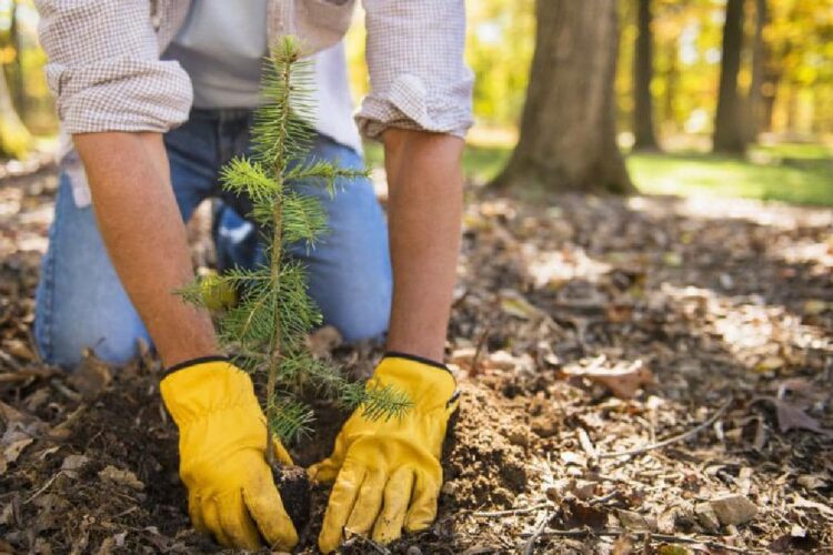 СОЗАҚ АУДАНЫ ЖАСЫЛ ЖЕЛЕККЕ ОРАНЫП КЕЛЕДІ