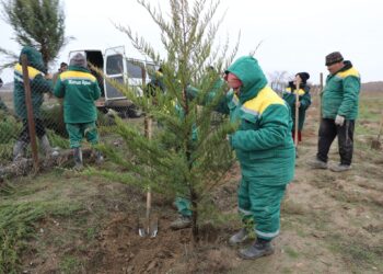 ТҮРКІСТАН: АРЫС ҚАЛАСЫ ОБЛЫС БОЙЫНША АҒАШ ОТЫРҒЫЗУДАН АЛДЫҢҒЫ ОРЫНҒА ШЫҚТЫ