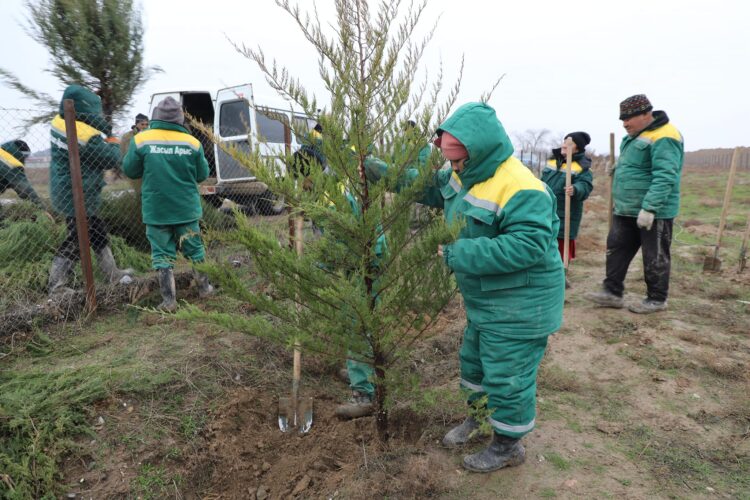 ТҮРКІСТАН: АРЫС ҚАЛАСЫ ОБЛЫС БОЙЫНША АҒАШ ОТЫРҒЫЗУДАН АЛДЫҢҒЫ ОРЫНҒА ШЫҚТЫ