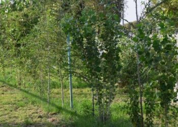 ТҮРКІСТАНДЫҚ ОТБАСЫЛАР ЕККЕН АҒАШТАРДЫҢ 80 ПАЙЫЗЫ ЖЕРСІНДІ