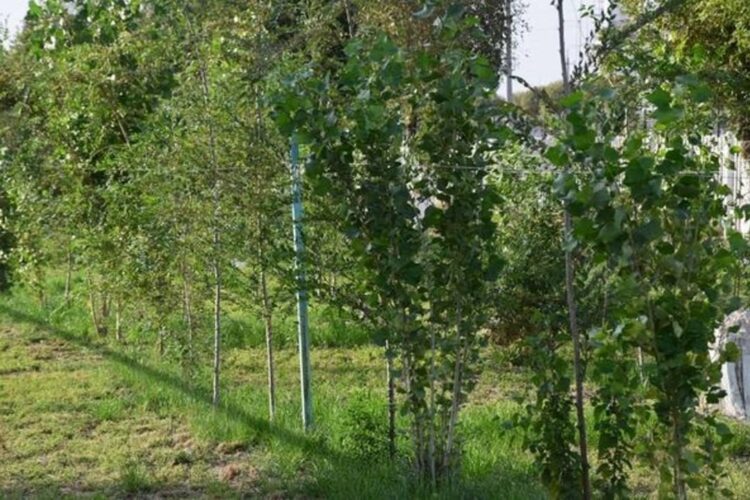 ТҮРКІСТАНДЫҚ ОТБАСЫЛАР ЕККЕН АҒАШТАРДЫҢ 80 ПАЙЫЗЫ ЖЕРСІНДІ