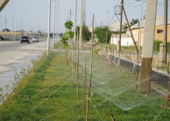 ТҮРКІСТАНДА КӨГАЛ АУМАҒЫ 2,5 МЛН ШАРШЫ МЕТРДЕН АСАДЫ