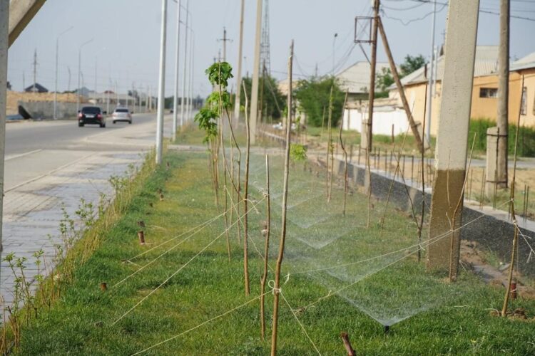 ТҮРКІСТАНДА КӨГАЛ АУМАҒЫ 2,5 МЛН ШАРШЫ МЕТРДЕН АСАДЫ