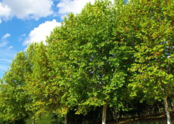 Түркістанның экологиялық ахуалы жақсарып келеді