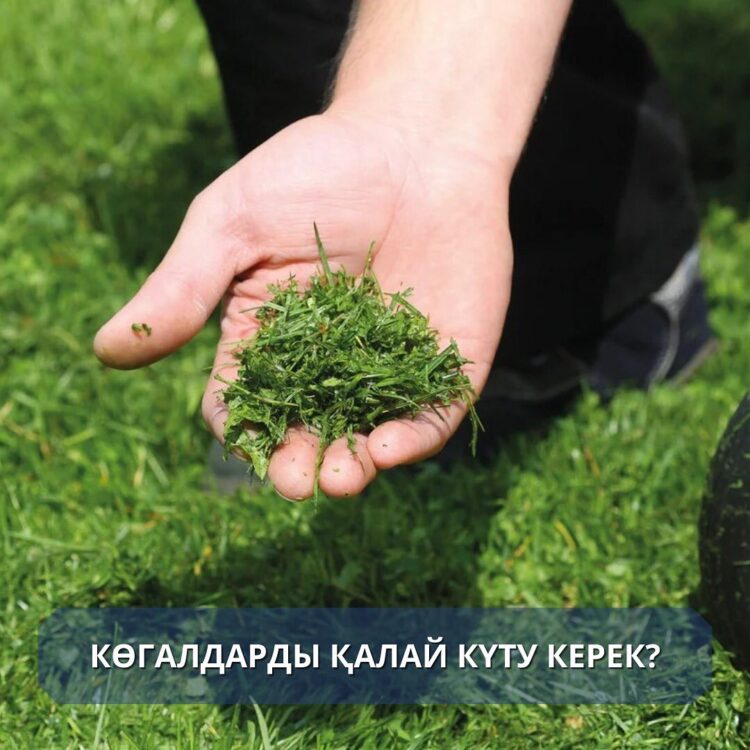 Көгалдарды қалай күту қажет?