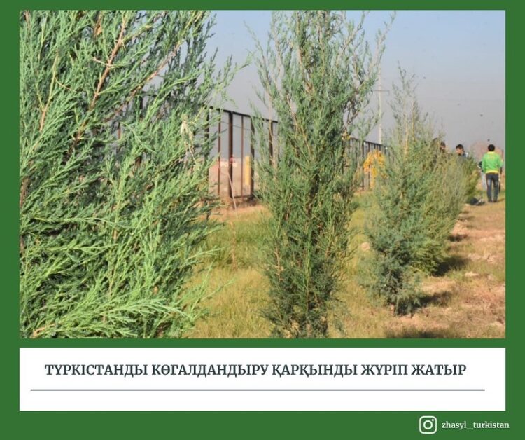 Түркістанды көгалдандыру қарқынды жүріп жатыр