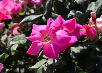 ТҮРКІСТАН ҚАЛАСЫ ГҮЛДЕНУДЕ