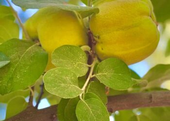 ШЫМКЕНТТЕ СИРЕК КЕЗДЕСЕТІН АҒАШ ТҰҚЫМДАРЫНАН 5000 КӨШЕТ ӨСІРІЛМЕК