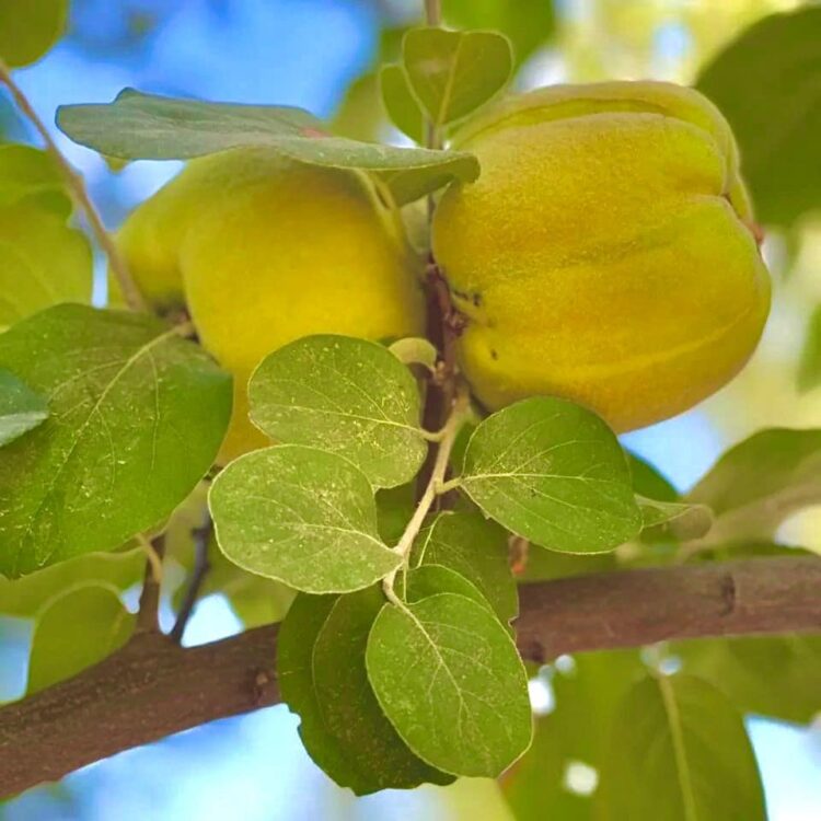 ШЫМКЕНТТЕ СИРЕК КЕЗДЕСЕТІН АҒАШ ТҰҚЫМДАРЫНАН 5000 КӨШЕТ ӨСІРІЛМЕК