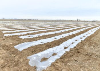 ТҮРКІСТАН ОБЛЫСЫНЫҢ ДИҚАНДАРЫ КӨКТЕМГІ ЕГІС НАУҚАНЫНА ҚАЖЕТТІ ЖЕҢІЛДЕТІЛГЕН НЕСИЕНІ ЕРТЕ АЛАТЫН БОЛДЫ