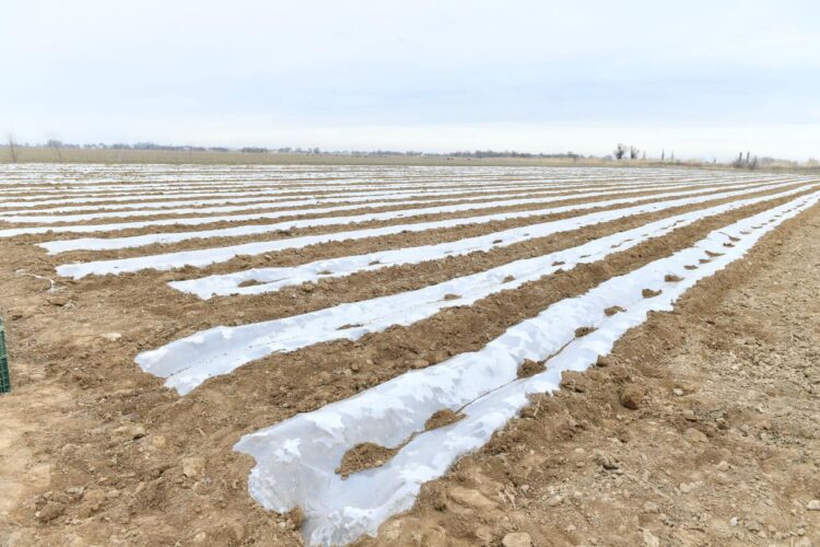 ТҮРКІСТАН ОБЛЫСЫНЫҢ ДИҚАНДАРЫ КӨКТЕМГІ ЕГІС НАУҚАНЫНА ҚАЖЕТТІ ЖЕҢІЛДЕТІЛГЕН НЕСИЕНІ ЕРТЕ АЛАТЫН БОЛДЫ