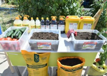 ТҮРКІСТАН: КЕЛЕСТЕ 60-ҚА ЖУЫҚ АЗАМАТ БИОГУМУС ӨНДІРУМЕН АЙНАЛЫСАДЫ