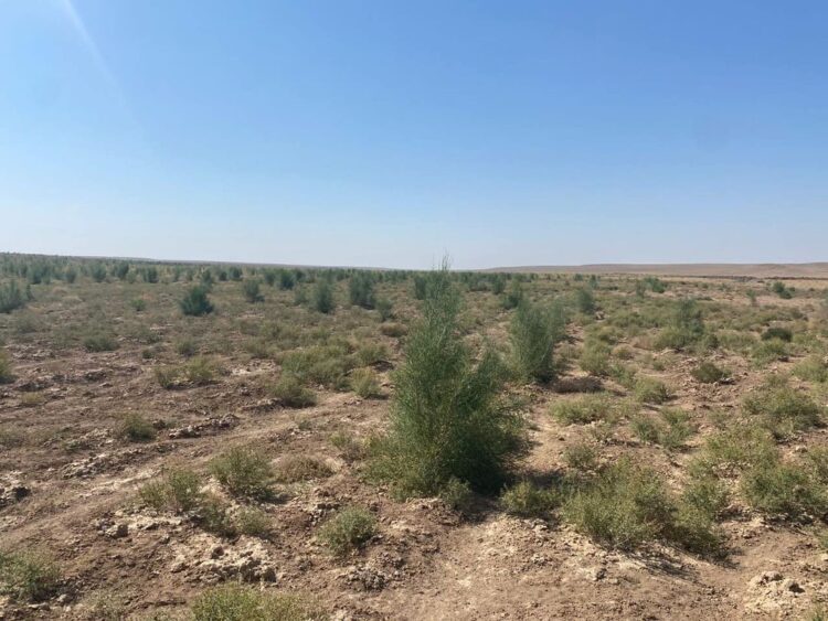 ТҮРКІСТАНДА ЖЫЛ СОҢЫНА ДЕЙІН 882 МЫҢ ТҮП СЕКСЕУІЛ КӨШЕТІ ОТЫРҒЫЗЫЛАДЫ