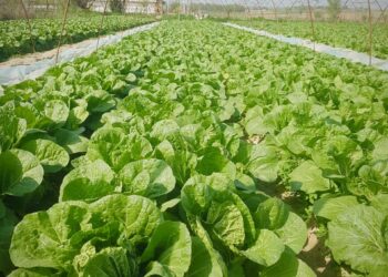 ТҮРКІСТАН: КЕЛЕС АУДАНЫНДА ҚЫРЫҚҚАБАТ ПІСТІ