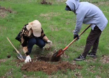ТҮРКІСТАН ОБЛЫСЫНДАҒЫ  ЕЛДІ МЕКЕНДЕРДІ КӨГАЛДАНДЫРУ НАУҚАНЫ ЖАЛҒАСУДА