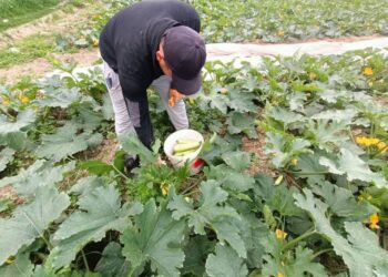 ТҮРКІСТАН: КЕЛЕСТІК ШАРУАЛАР АСҚАБАҚТЫҢ ЕРЕКШЕ ТҮРІН САУДАҒА ШЫҒАРДЫ