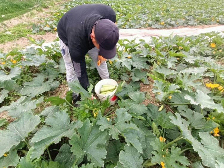 ТҮРКІСТАН: КЕЛЕСТІК ШАРУАЛАР АСҚАБАҚТЫҢ ЕРЕКШЕ ТҮРІН САУДАҒА ШЫҒАРДЫ