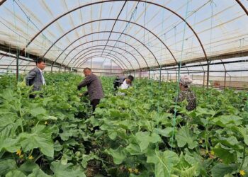 ТҮРКІСТАН: ЖЕТІСАЙЛЫҚ ОТБАСЫ ЖЫЛЫЖАЙ КӘСІБІН ӨРКЕНДЕТІП ОТЫР