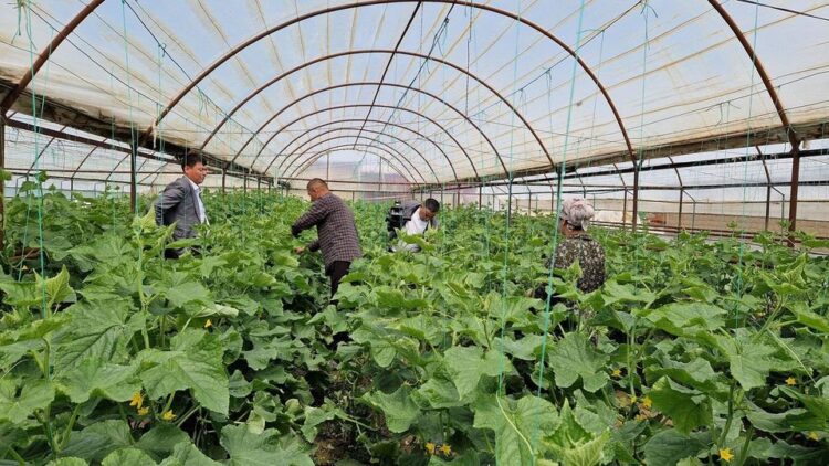 ТҮРКІСТАН: ЖЕТІСАЙЛЫҚ ОТБАСЫ ЖЫЛЫЖАЙ КӘСІБІН ӨРКЕНДЕТІП ОТЫР