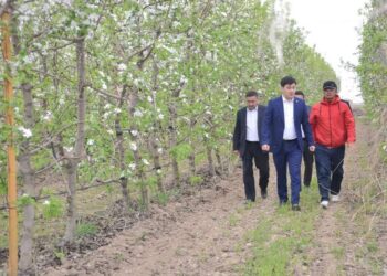 ТҮРКІСТАН: ЖЕТІСАЙ ТҰРҒЫНЫ ИТАЛИЯНДЫҚ ӘДІСПЕН ӨНІМ КӨЛЕМІН АРТТЫРЫП КЕЛЕДІ